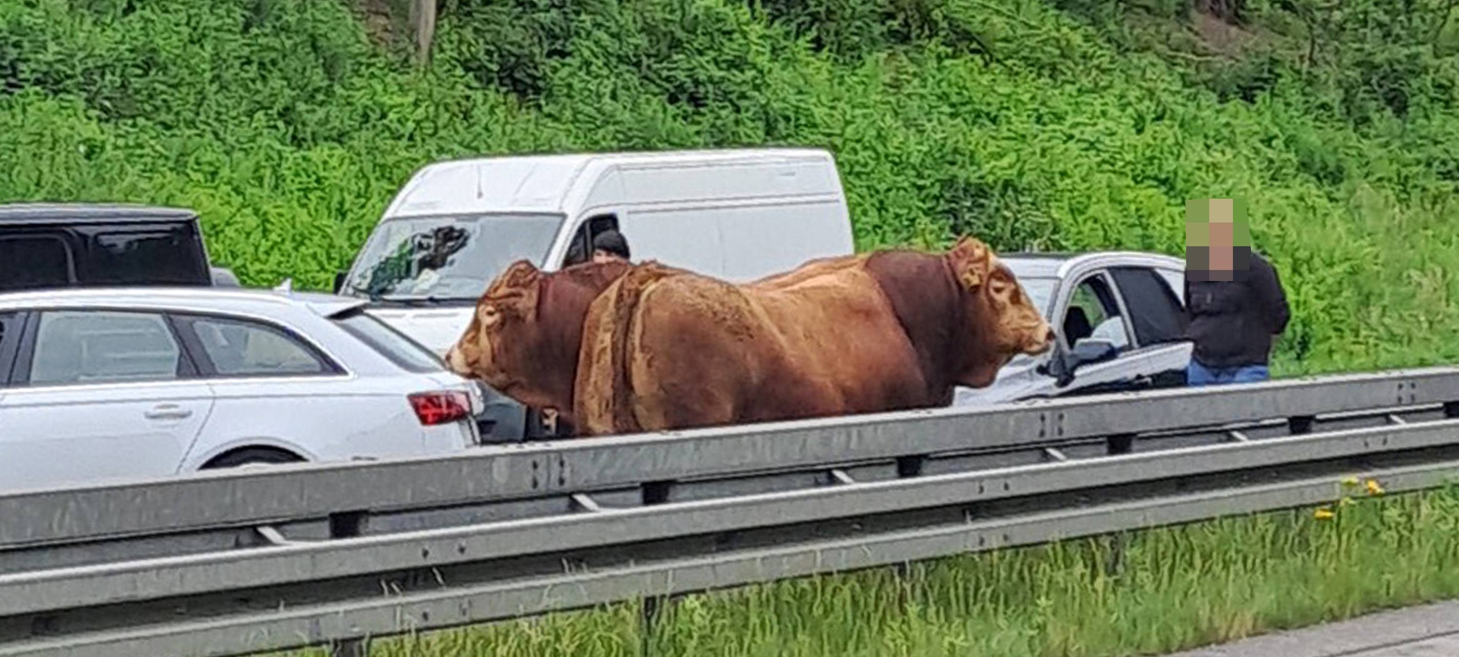 Zwei Rinder liefen nach einem Unfall auf der A31 bei Dorsten auf der Autobahn herum