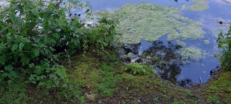 Der Loemühlenteich in Marl als vor einigen Jahren die Algen schlagartig gewachsen sind.