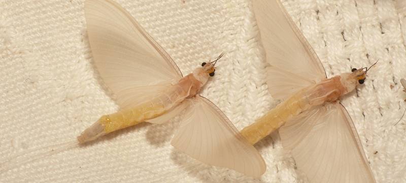 Kreis Recklinghausen: Weiße Insekten am Kanal