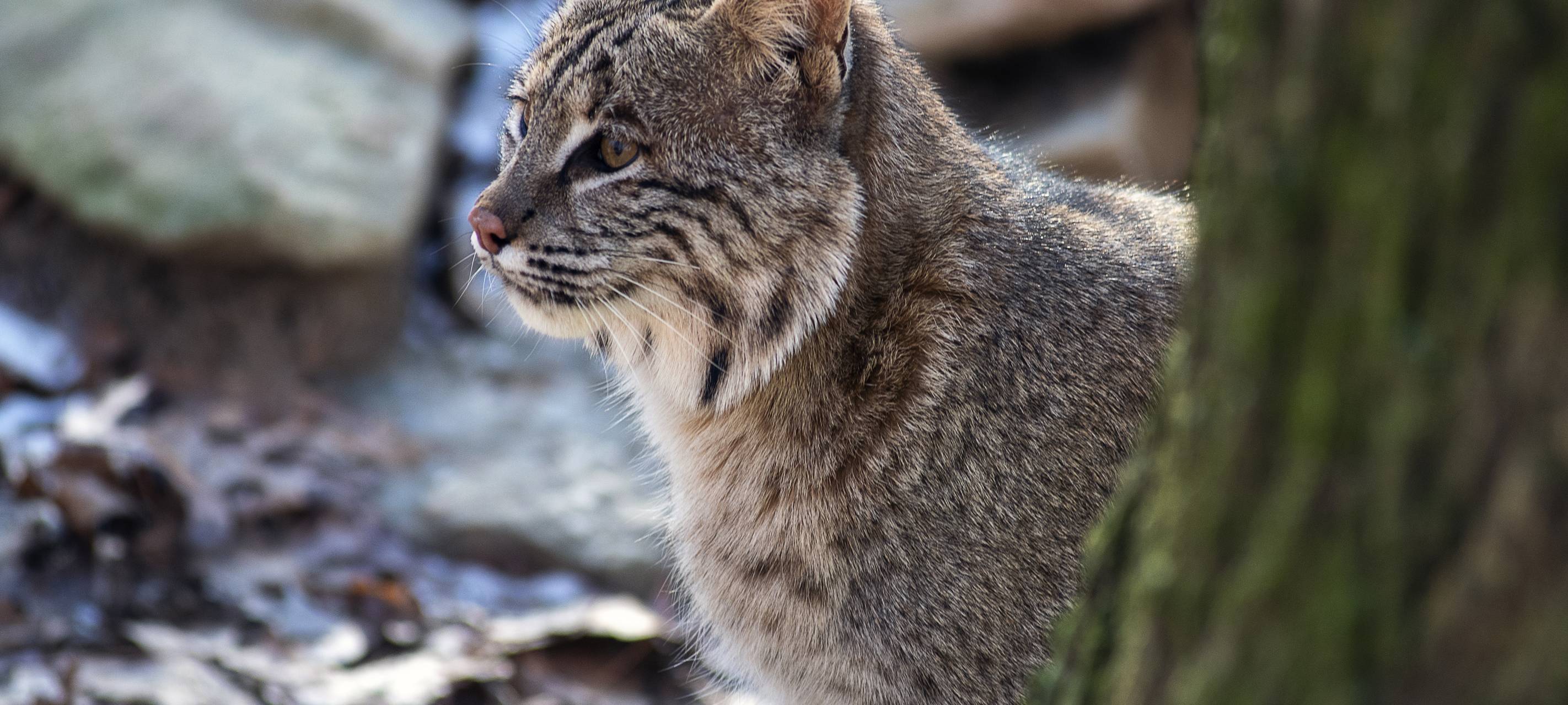 Wildpark Haltern: Entlaufener Luchs erschossen